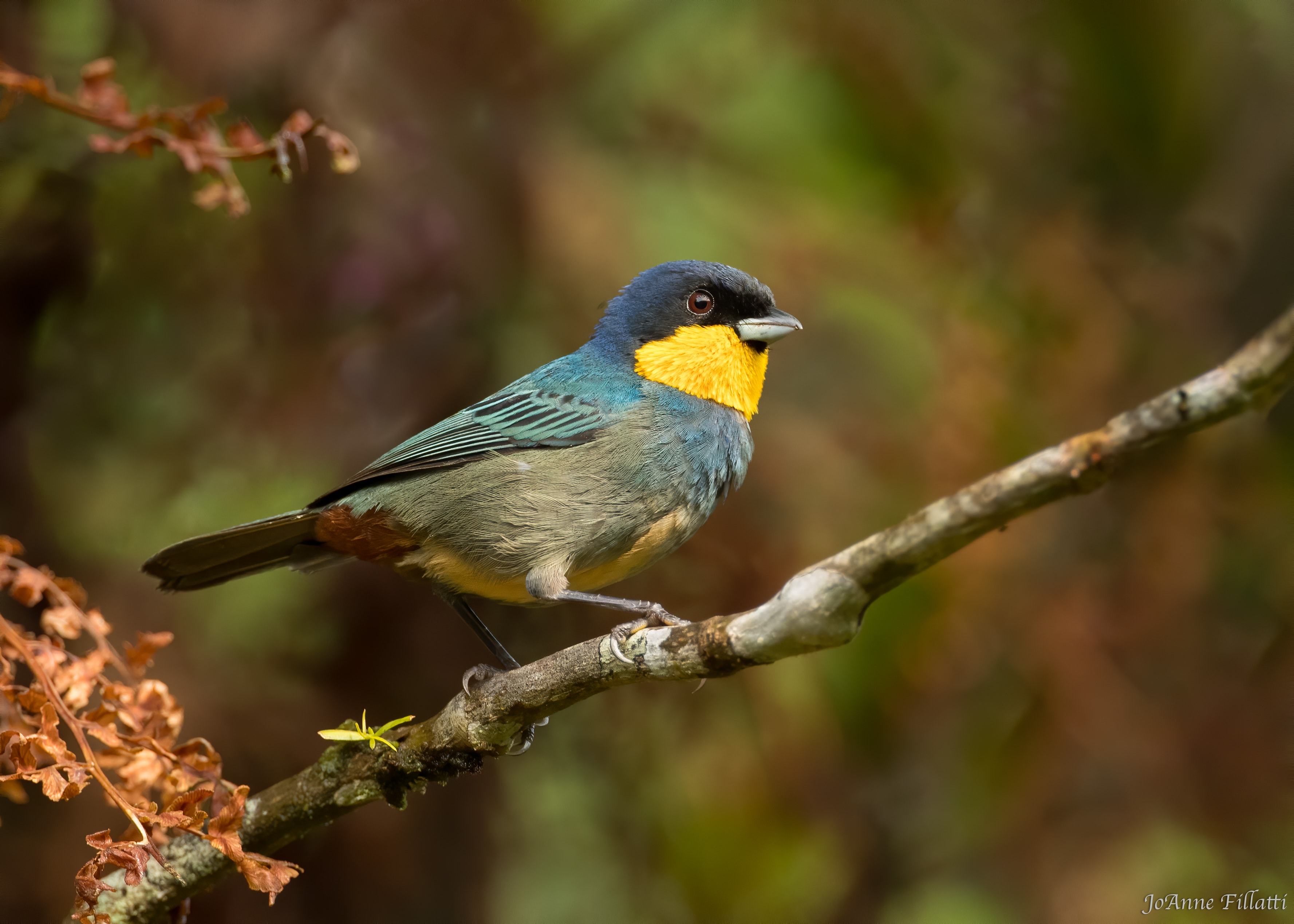 bird of colombia image 5